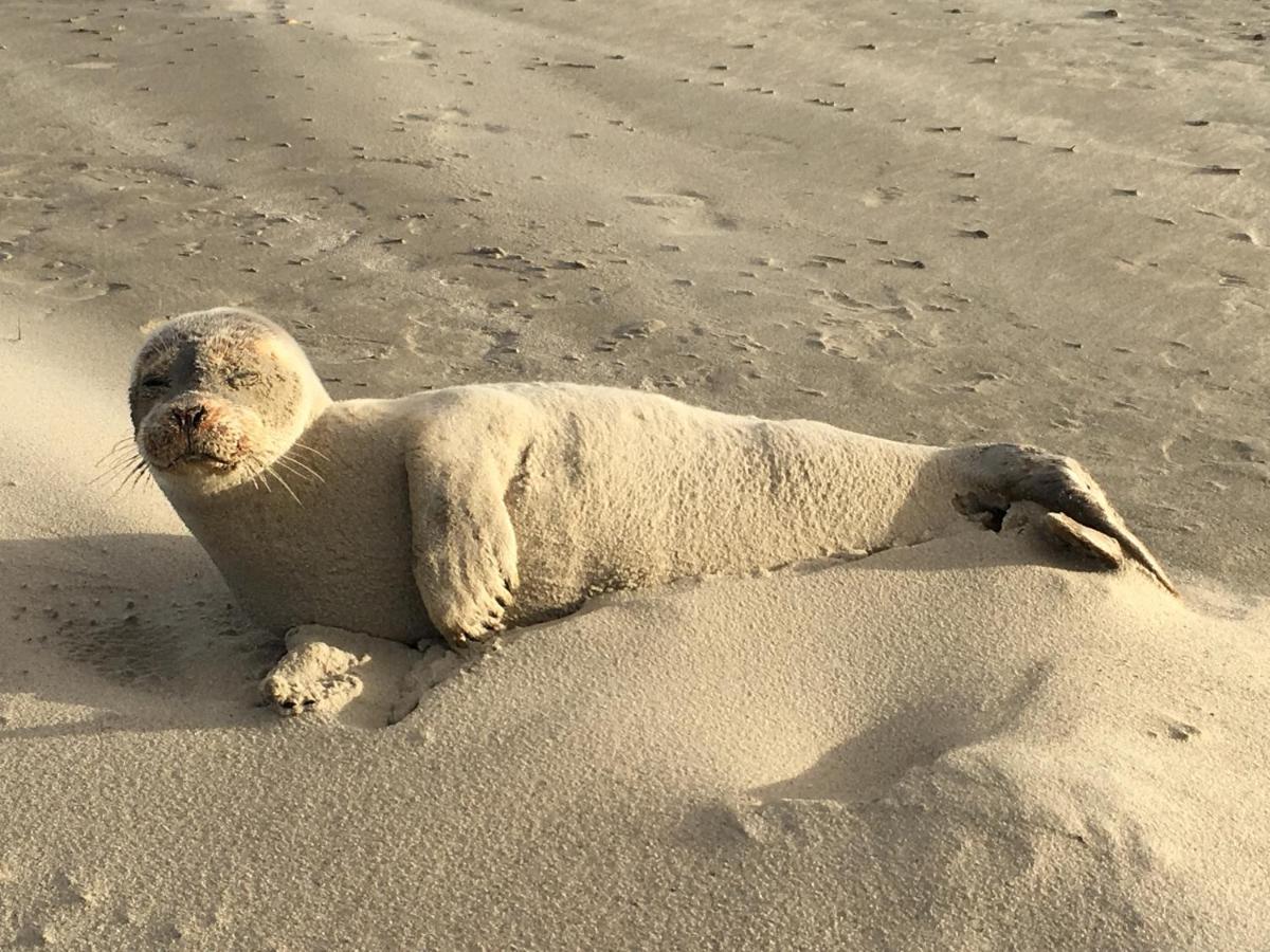 Haus Insulaner Tolle 6 Lägenhet Norderney Exteriör bild